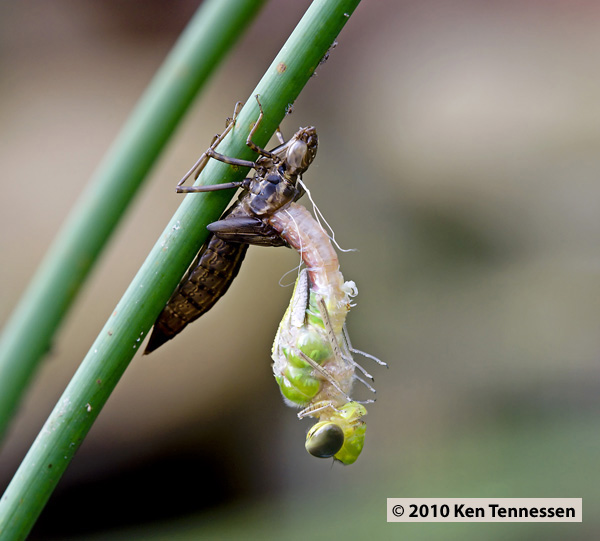 Emerging Anax junius, Common Green Darner