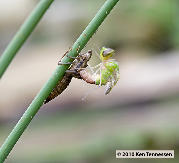 Emerging Anax junius, Common Green Darner