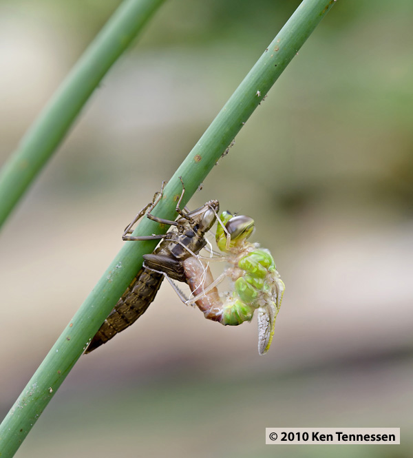 Emerging Anax junius, Common Green Darner