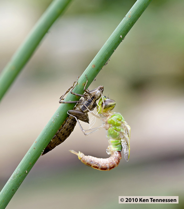 Emerging Anax junius, Common Green Darner