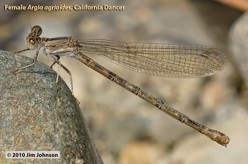 Argia agrioides, California Dancer