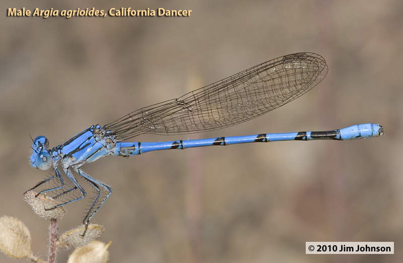 Argia agrioides, California Dancer