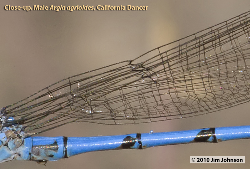 Argia agrioides, California Dancer, cropped