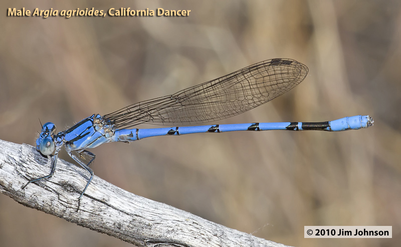 Argia agrioides, California Dancer