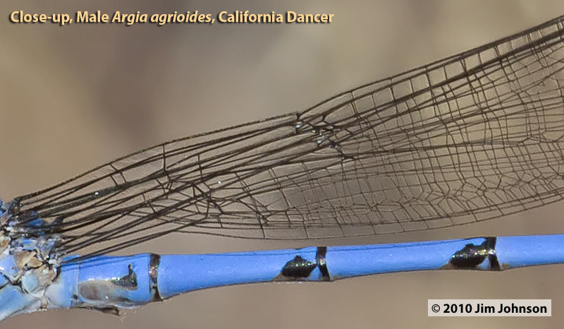 Argia agrioides, California Dancer, cropped