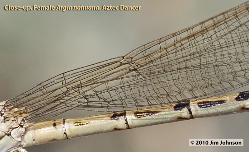 Argia nahuana, Aztec Dancer, cropped