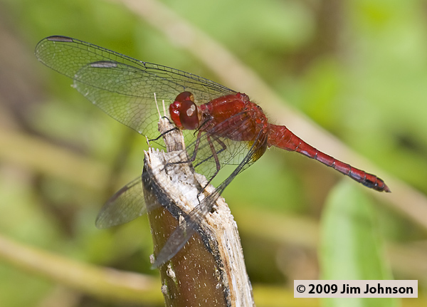 Erythrodiplax fusca 20080403_0949, Red-faced Dragonlet
