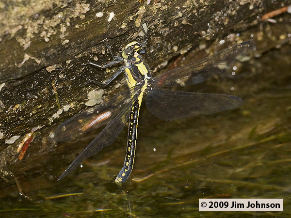 Female Octogomphus specularis (Grappletail) tail-dipping